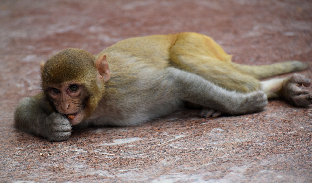 200+ Free Monkey Eating & Monkey Images - Pixabay