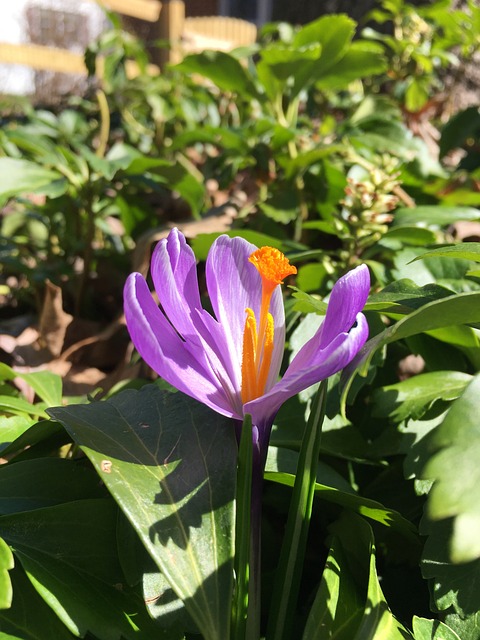 Free Crocus Spring photo and picture