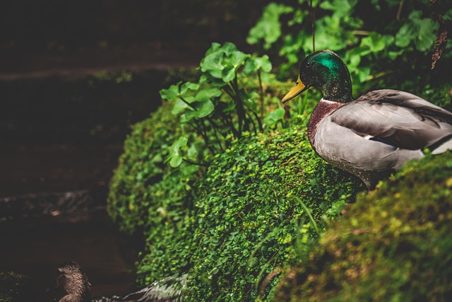 Free Wild Duck photo and picture