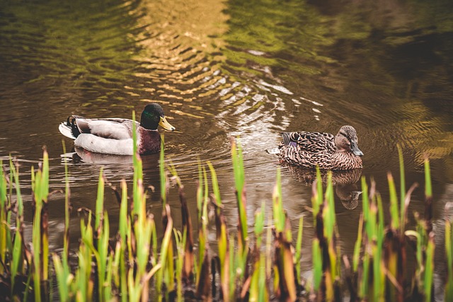Free Wild Ducks photo and picture