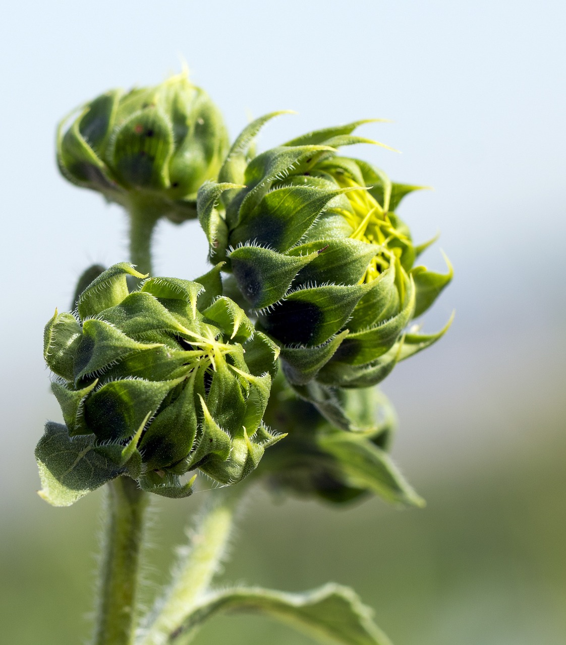 Plant Green Closeup Free Photo On Pixabay Pixabay plant-green-closeup-free-photo-on-pixabay-pixabay