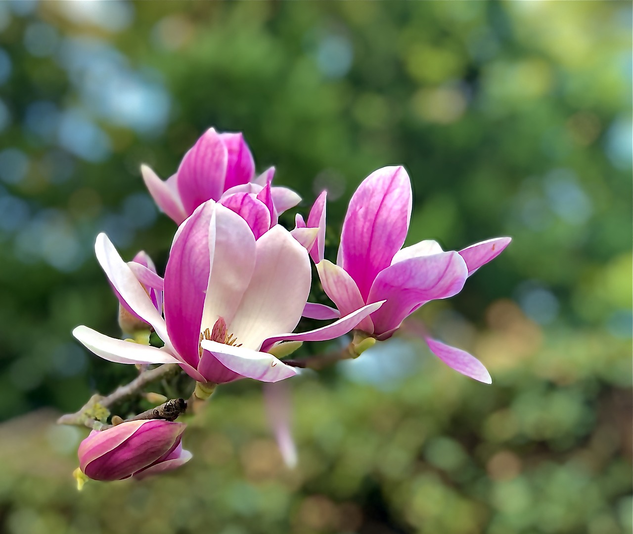 목련 꽃 봄 - Pixabay의 무료 사진 - Pixabay
