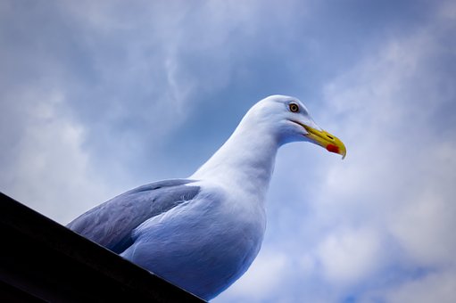 Free Seagull Low Angle photo and picture