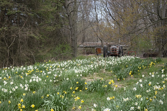 Blumen, Blumentapete, Landschaft, Natur