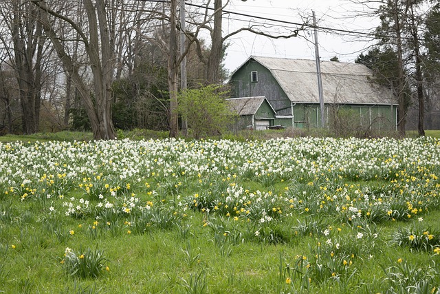 Blumen, Landschaft, Natur, Feld