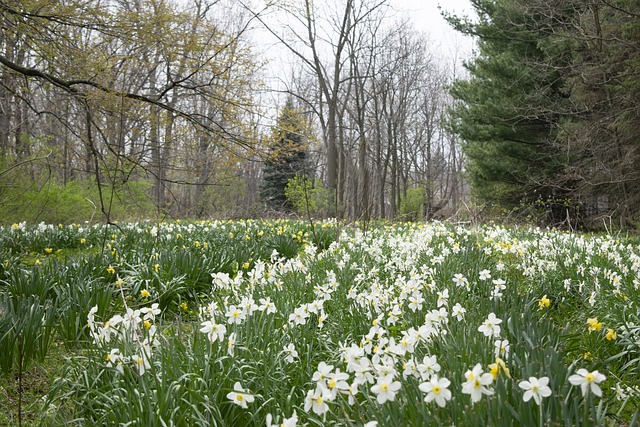 Blumen, Landschaft, Natur, Feld