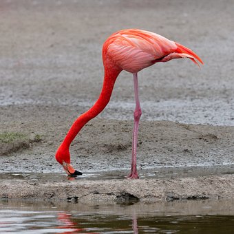 Free Flamingo Standing photo and picture