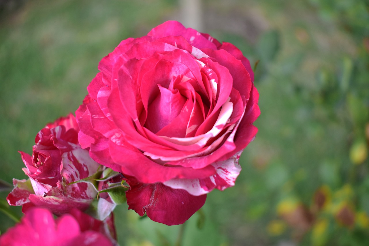 Image Real Rosa Rosa Violenta Floras - Foto gratis en Pixabay - Pixabay