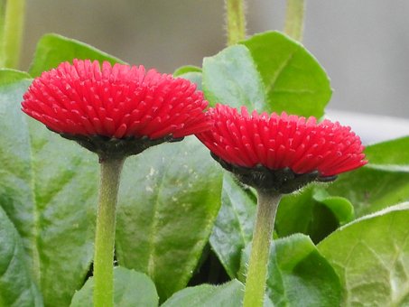 Gänseblümchen, Blume, Rot, Blumenbeet