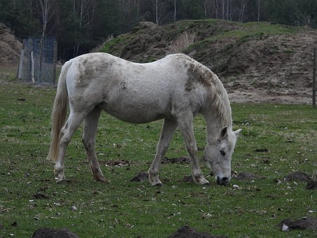 Pferd, Graues Pferd, Säugetier, Weide