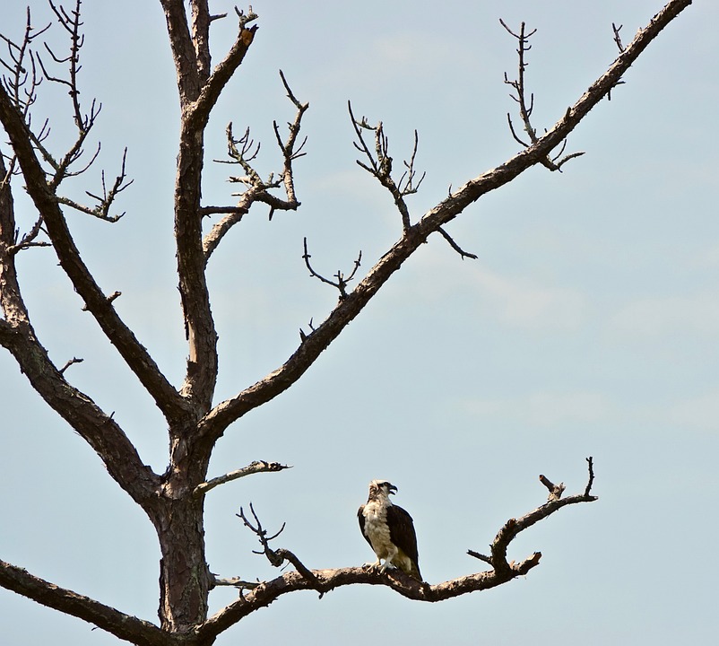 5000 Gambar Burung Di Pohon HD