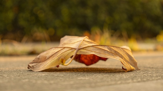 Free Maple Autumn photo and picture
