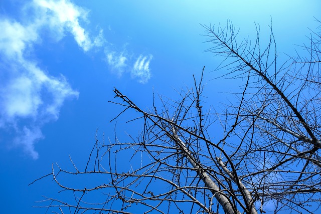 Free Spring Hope photo and picture