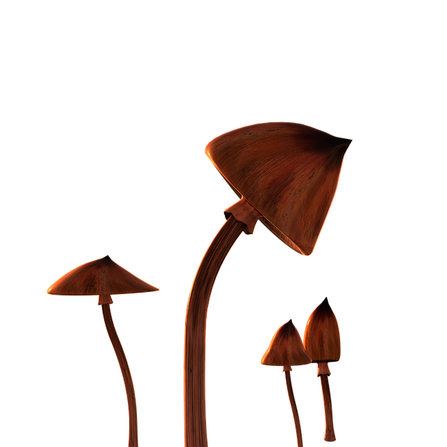 Free shrooms mushrooms isolated illustration