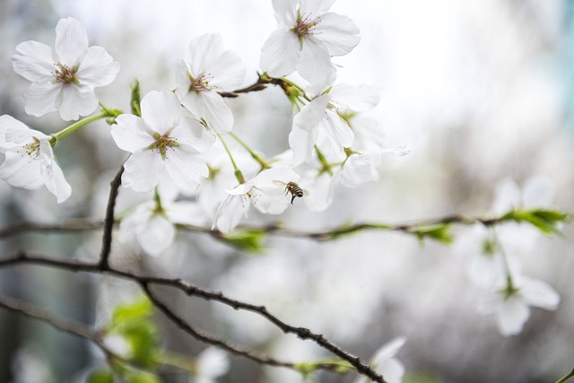 超过 100000 张关于“Spring Eyeglasses”和“Spring”的免费图片 - Pixabay