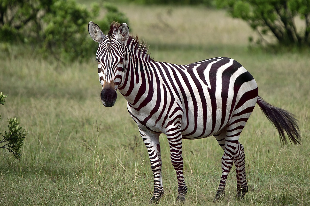 400 000 Free Wild Animal Illustration Animal Images Pixabay 400 000 Free Wild Animal Illustration Animal Images Pixabay