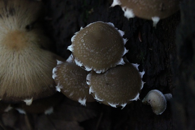 Free Mushrooms Fungus photo and picture