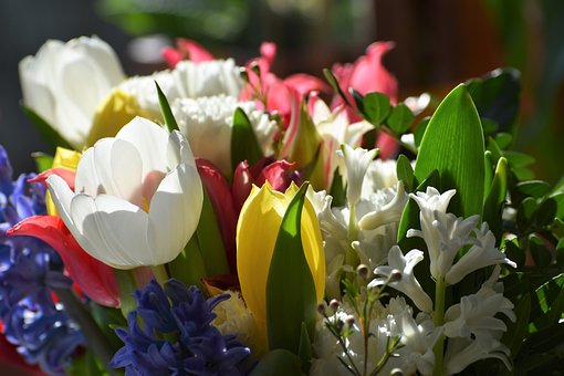 Free Tulip Flower photo and picture