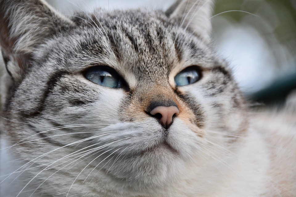猫 猫科动物 肖像猫 - Pixabay上的免费照片 - Pixabay