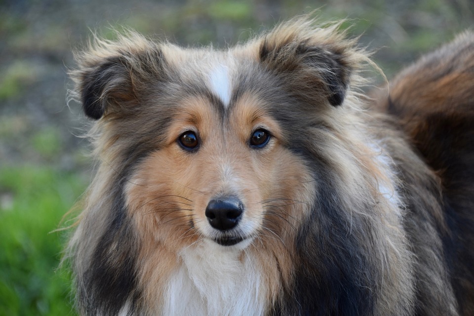 犬、犬の肖像 犬の絵・犬の肖像画の注文制作工房 アトリエChico