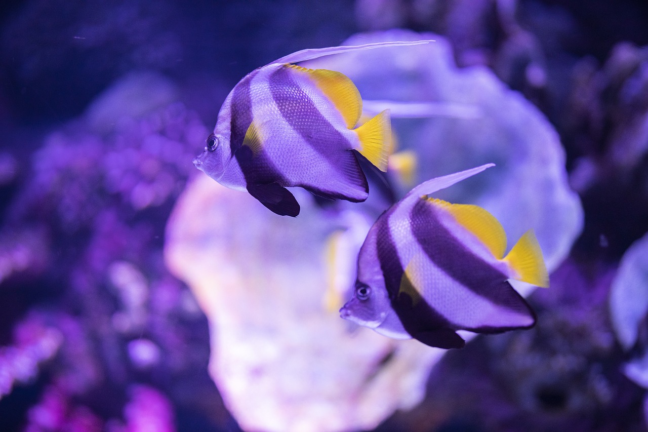The Fish - free online jigsaw puzzle photo