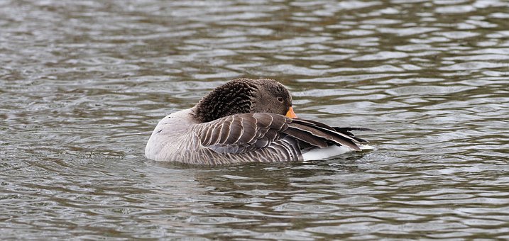 Free Goose Swim photo and picture