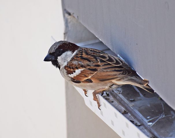 400+ Free House Sparrow &amp; Sparrow Photos - Pixabay