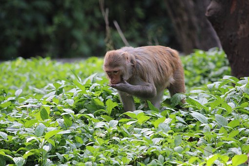 Free Monkey Wildlife photo and picture