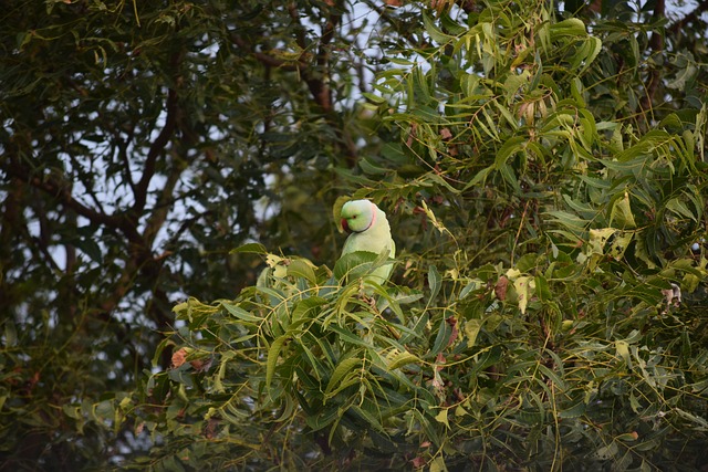 Free Parrot Bird photo and picture