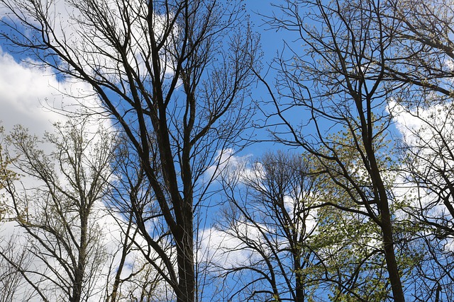 sky, blue, clouds, nature, dream, sunlight, tree, landscape, scenery, outdoor, blue sky, wood, forest, green, beautiful, kitchener, canada, blue kitchen, blue wood, blue dream