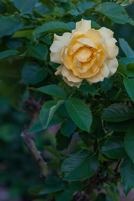Free Rose Flower photo and picture