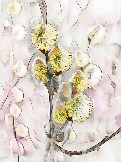Free willow catkin digital painting yellow illustration