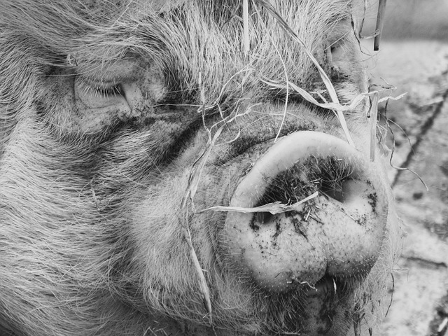 Free Pig Farm Animal photo and picture