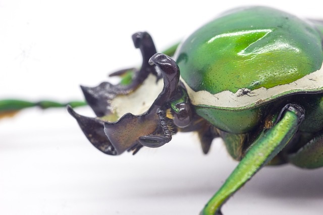 Free Flower Beetle Beetle photo and picture
