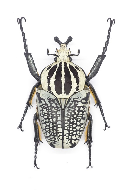 Free Flower Beetle Beetle photo and picture