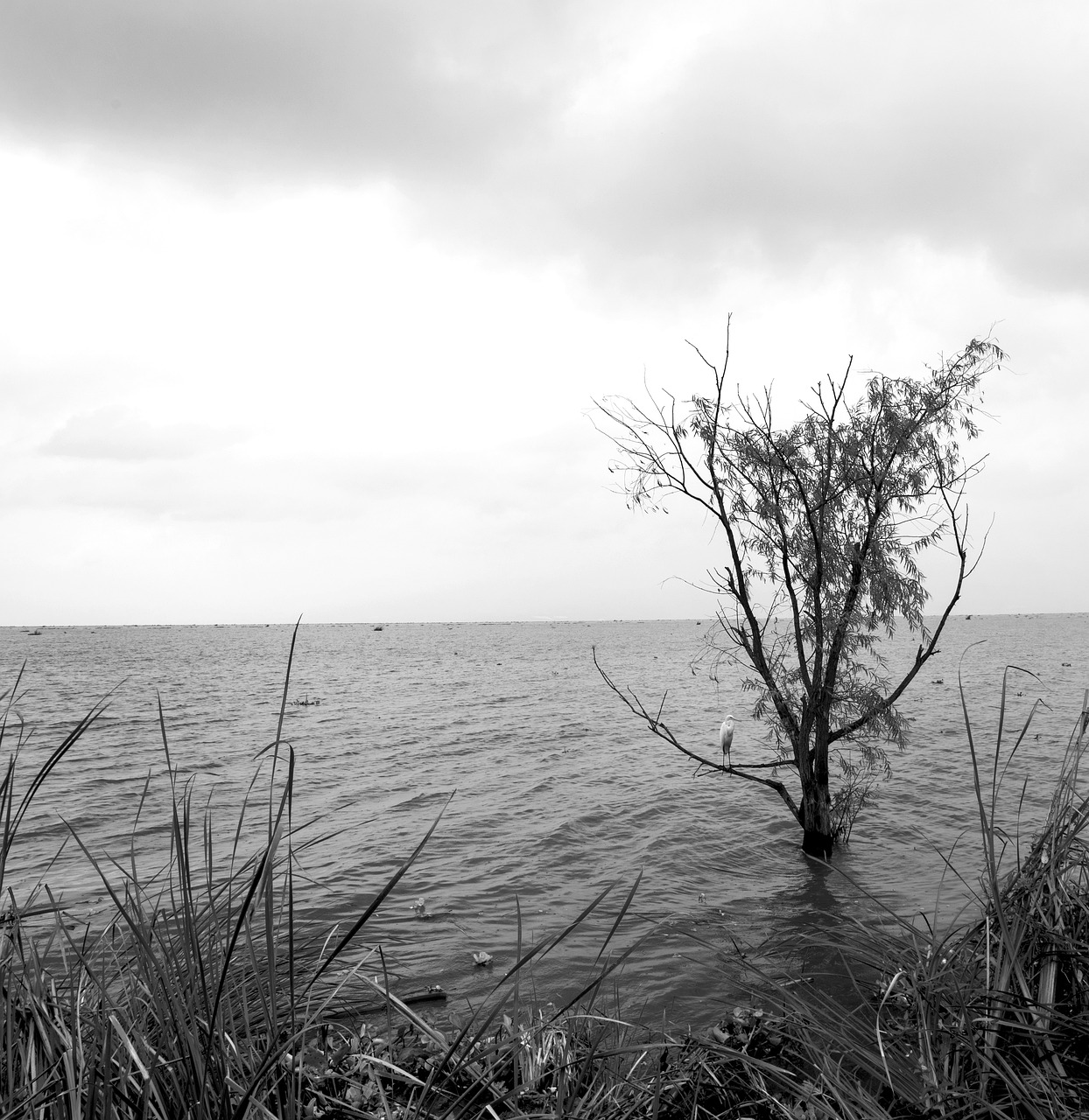 Lake Chapala Jalisco Mexico Free photo on Pixabay