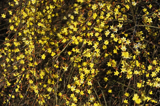 Free Winter Jasmine Nature photo and picture