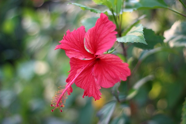 Free Flower Flora photo and picture