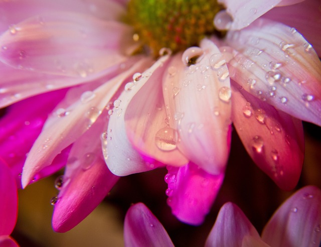 Free Flower Pink photo and picture