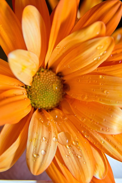 Free Orange Flower Flowers photo and picture