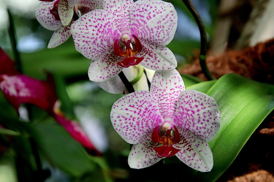 蘭 エキゾチックです 熱帯植物 Pixabayの無料写真