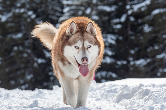 Free Snow Dog photo and picture