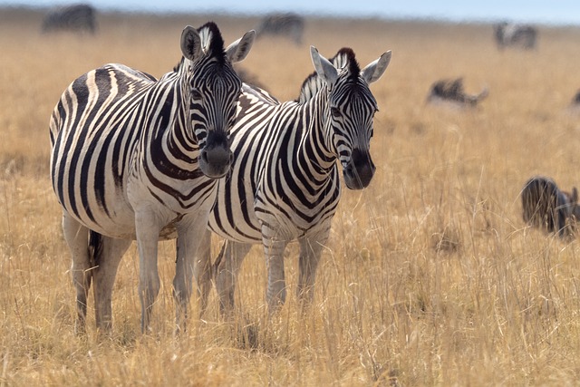 Free Namibia Ethosapark photo and picture
