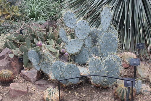Free Cactus Nature photo and picture