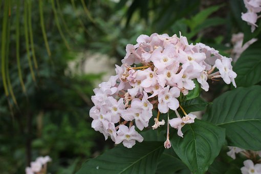 Free Pink Flower photo and picture