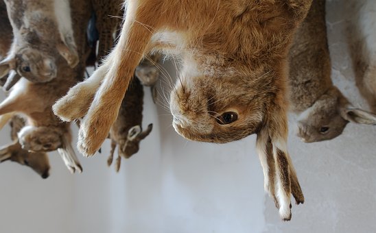 Free Rabbit Dead photo and picture