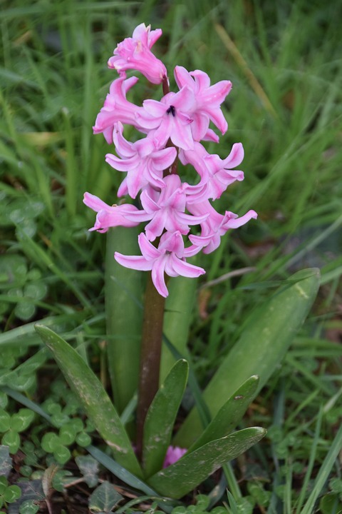Hyacinth main image 0