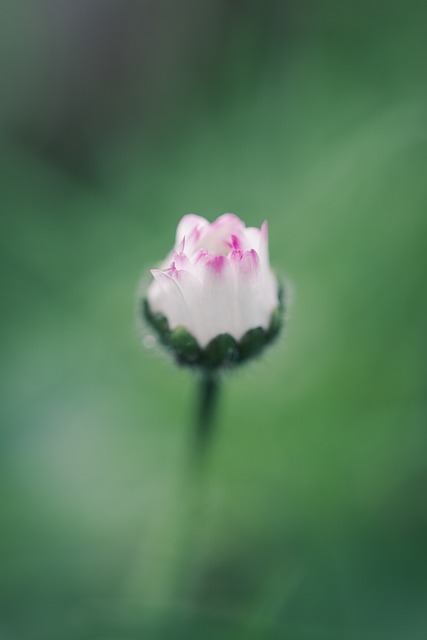 Free Daisy Flower photo and picture