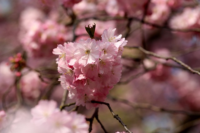 Primavera, Natureza, Flor, Rosa