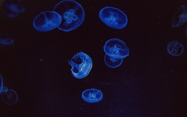 Free jellyfish wallpaper jelly fish illustration